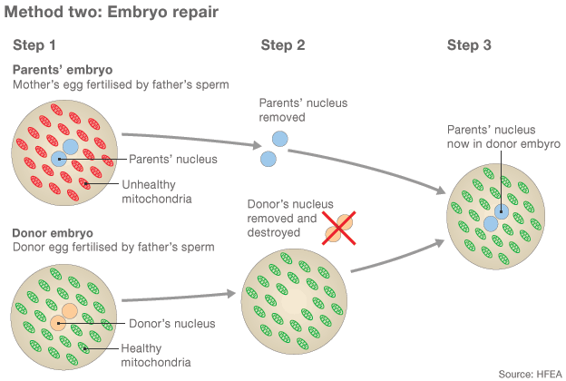 File:77254175 embryo repair 624 method 2.gif