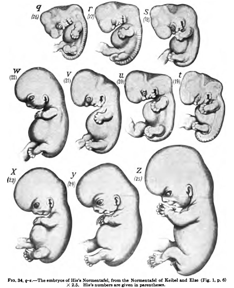 Наличие у зародыша человека. Эмбриология зародыш. Сравнительная Эволюция эмбриология. Эмбриология патологии. Эмбрион эмбриология.