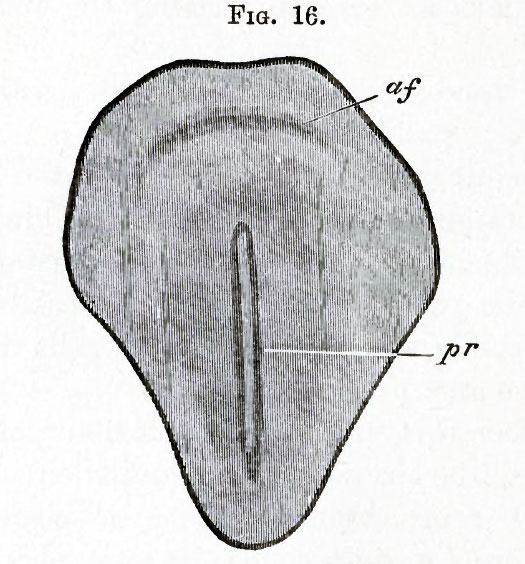 Fig. 16. Surface view of the area pellucida of a chick's blastoderm shortly after the formation of the primitive groove.