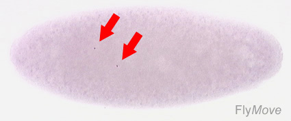 File:Drosophila stage 1.jpg