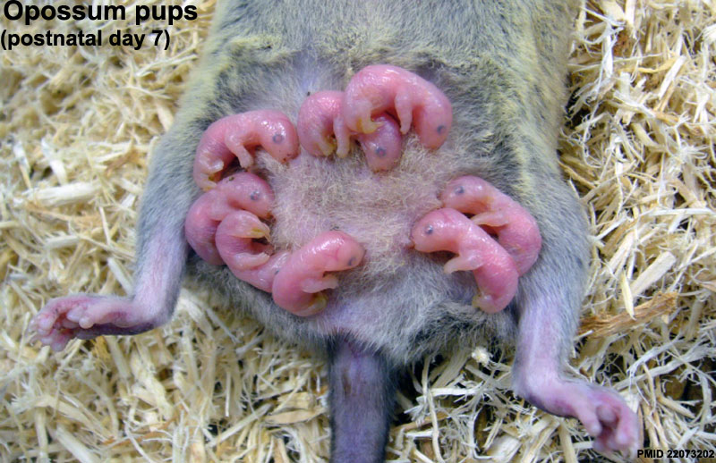 File:Opossum and day 7 pups.jpg
