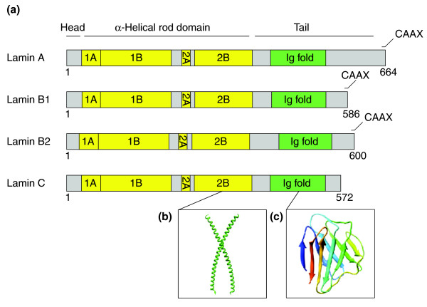 File:Nuclear lamins protein structure.jpg