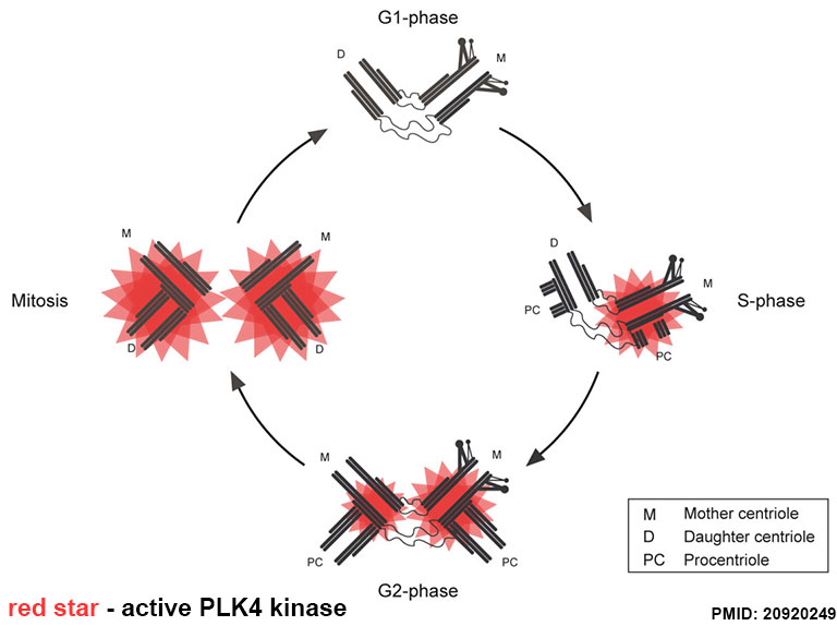 File:Polo-like kinase 4 centriole duplication activity.jpg