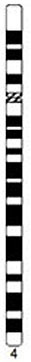 File:Human idiogram-chromosome 04.jpg