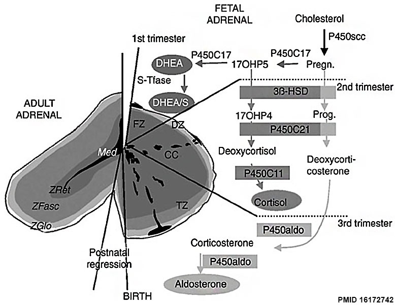 File:Fetal adrenal gland steroidogenesis.jpg