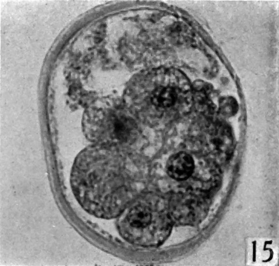 File:Hamilton1945-fig15.jpg