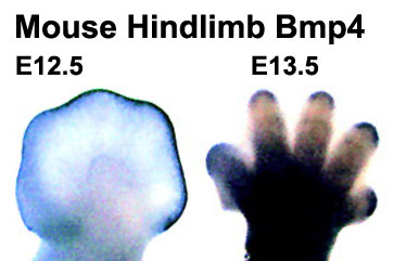 File:Mouse- hindlimb Bmp4 expression.jpg