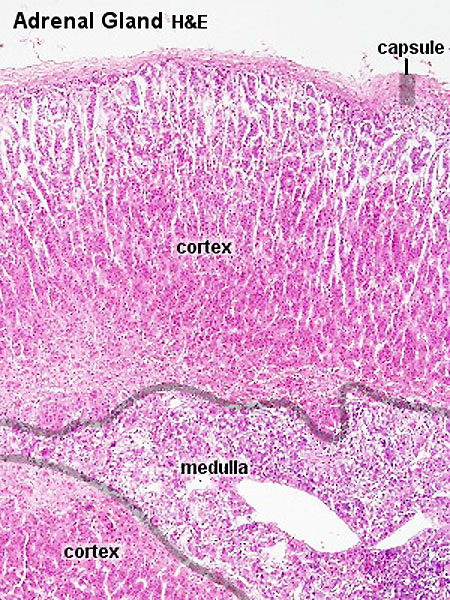 Adrenal Gland Cortex Histology