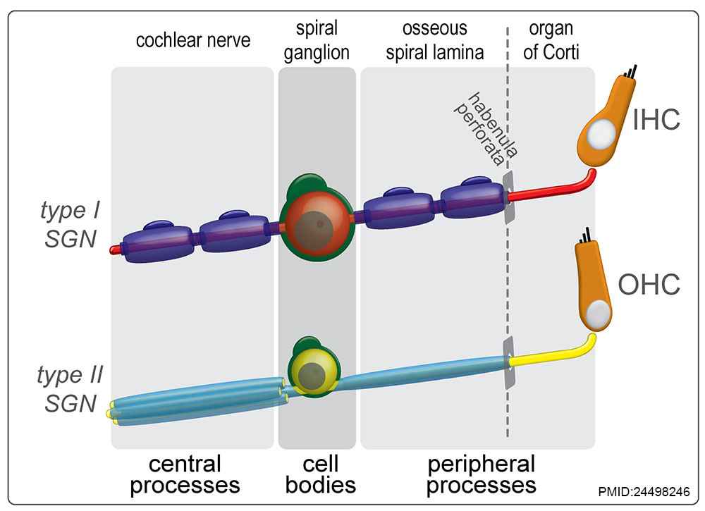 Adult cochlea nerve glia cartoon.jpg
