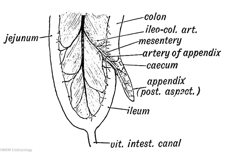 Appendix (2nd month of fetal life)[12]