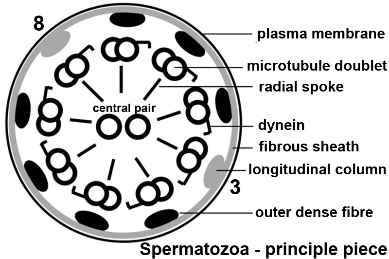 File:Spermatozoa principal piece.jpg
