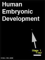 File:Embryo stages 002 icon.jpg