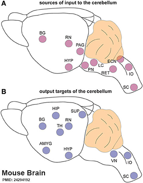 Mouse cerebellum connections 01.jpg