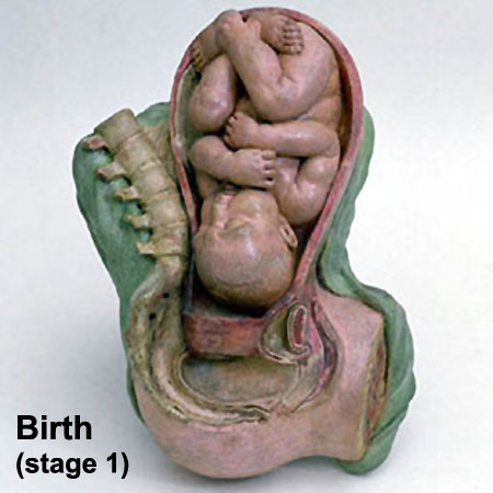 Historic model of birth