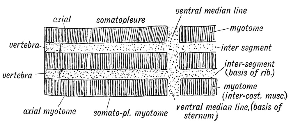Fig. 229. Somatopleure is segmented