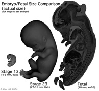 File:Size comparison embryo-fetus actual.jpg