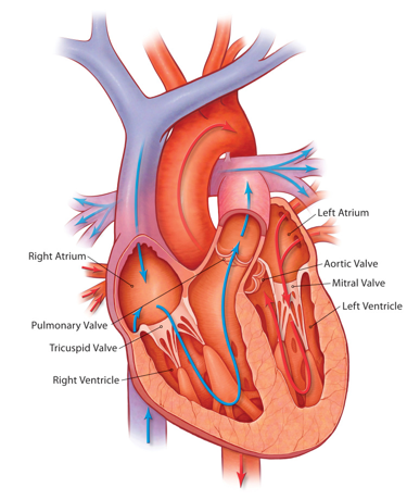 File:Basic anatomy of the heart.png