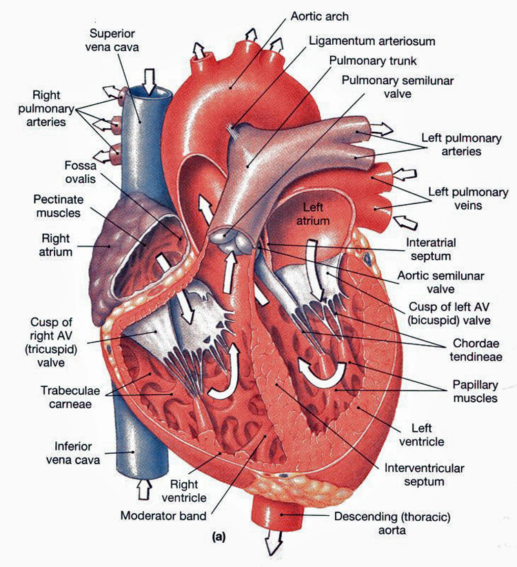 Anatomy of the Heart Diagram.jpg