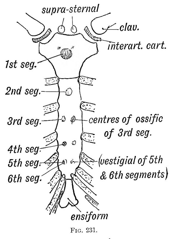 Fig. 231. Sternum in a orthograde Mammal