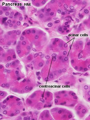 File:Pancreas histology 40he.jpg