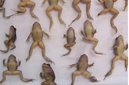 File:Abnormalities of Frog species.jpg