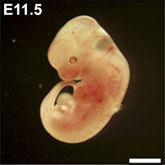 Mouse- embryo E11.5.jpg