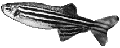 File:Zebrafish-icon.png