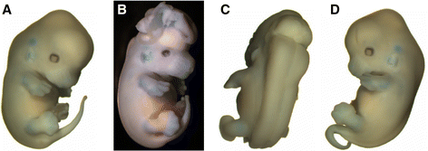 Examples of congenital defects in Apob and Lp mutant mice.gif