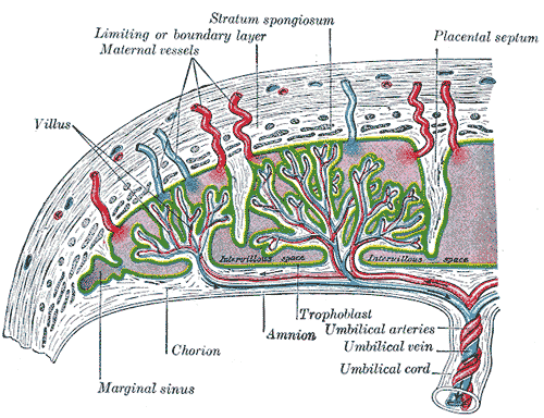 Section through the placenta