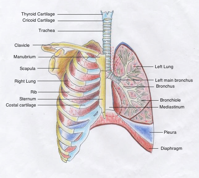 File:Respiratorysystem2.png