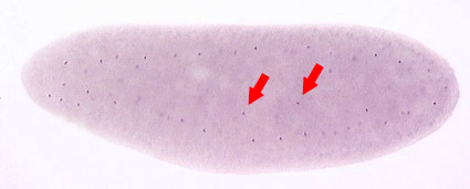 File:Drosophila stage 2.jpg
