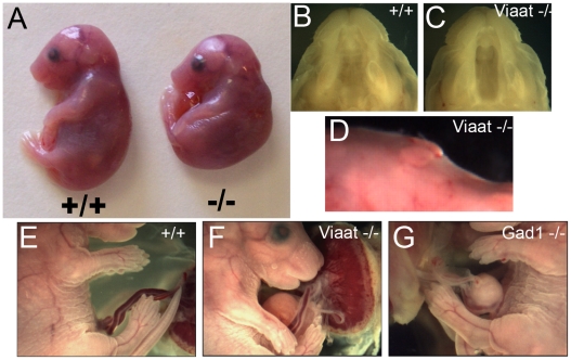 File:Mice mutants exhibit cleft palate and umbilical hernia.jpg