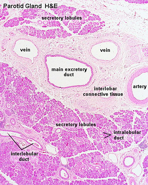 File:Parotid gland histology 01.jpg