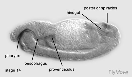 File:Stage 14 drosophila.jpg