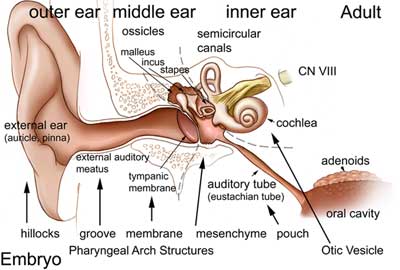 File:Adult hearing embryonic origins c.jpg