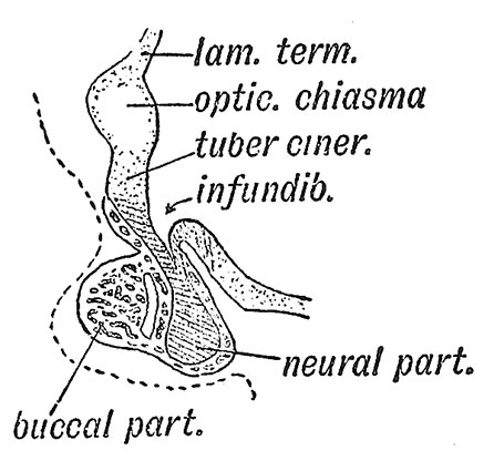 Fig. 99 Section of the Pituitary Body of a Human Foetus in the 5th month.