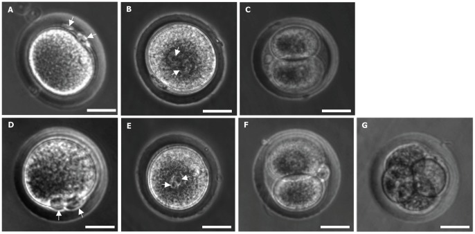File:Deer mice oocytes at various stages of development in vitro.jpg