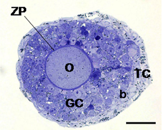 File:Mouse in vitro follicle 01.jpg