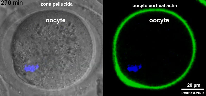 Oocyte meiosis movie 01 frame 2.jpg