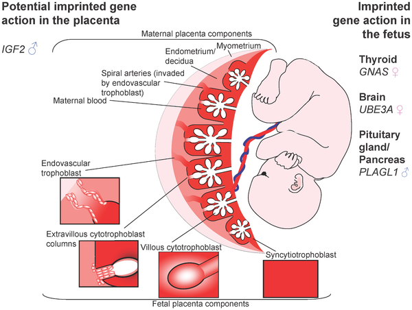 File:Placenta potential imprinted genes.png