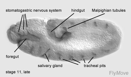 File:Stgae 11 drosophila.jpg