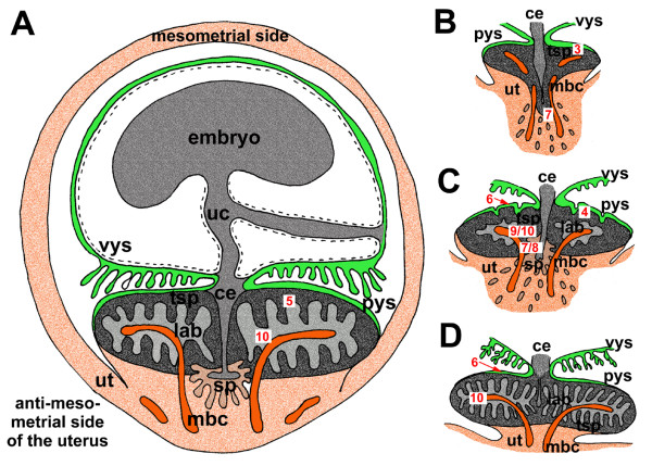 File:Fetal membrane and placenta cartoon.jpg