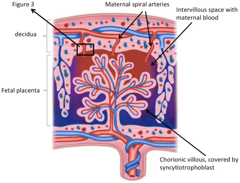 File:Placenta schematic.jpg