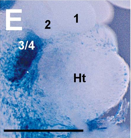 File:Pharyngeal arch one and two in mice.png