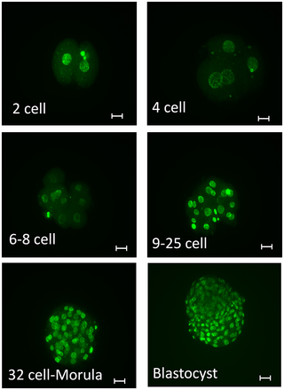 Immunofluroescent labelling of embryo for immunoreactive 5 - mehtylocytosine at different cell stages.png