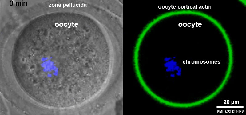 File:Oocyte meiosis movie 01 frame 1.jpg