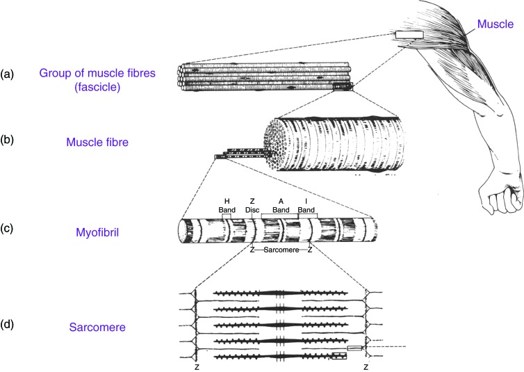 File:Skeletal muscle structure.jpg
