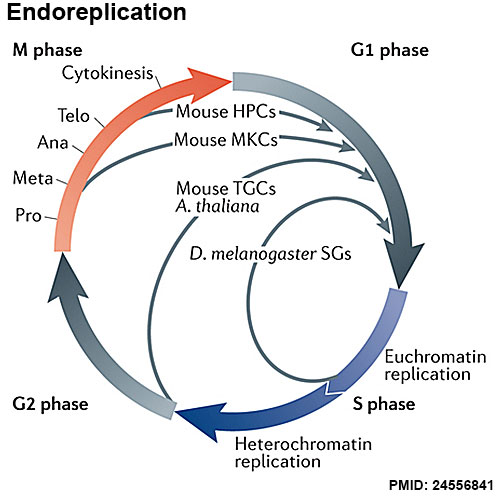 File:Endoreplication and cell cycle.jpg