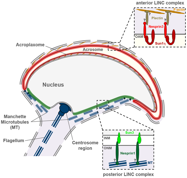 File:Mouse spermiogenesis model.png
