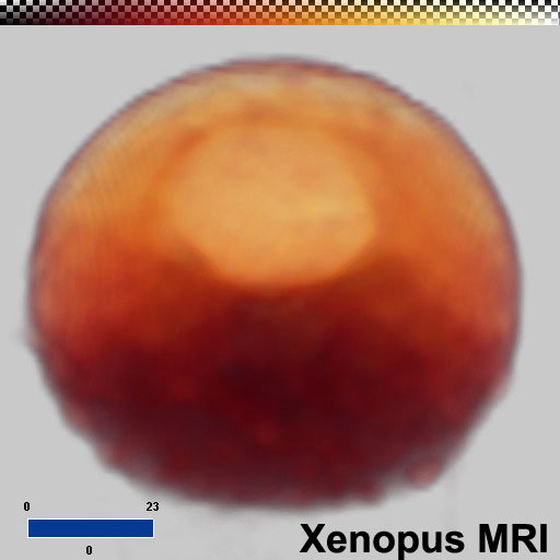 File:Xenopus MRI 01.jpg